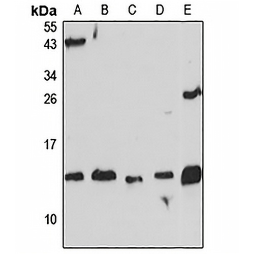 Endobrevin Rabbit Polyclonal Antibody