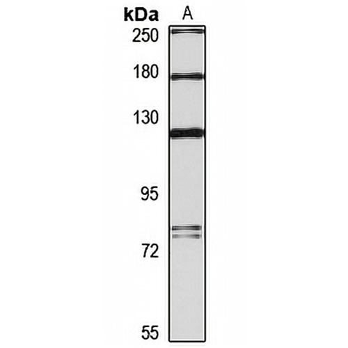 VARS2 Rabbit Polyclonal Antibody