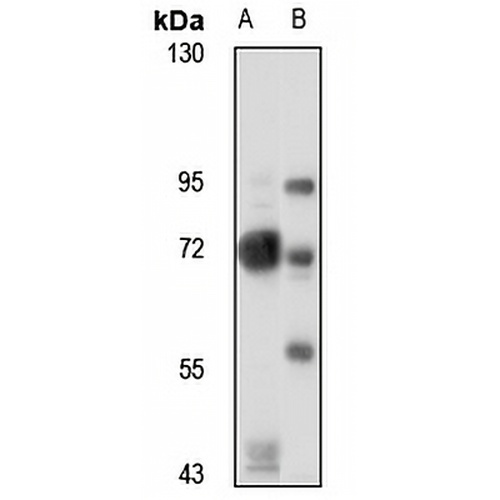 Vasorin Rabbit Polyclonal Antibody