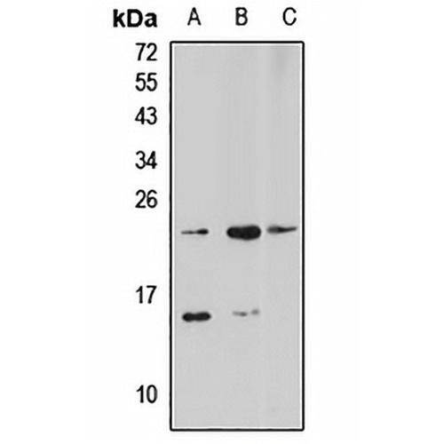 Selenoprotein S Rabbit Polyclonal Antibody