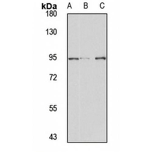 VPS16 Rabbit Polyclonal Antibody