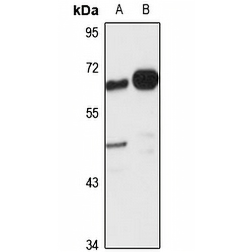 VSIG1 Rabbit Polyclonal Antibody