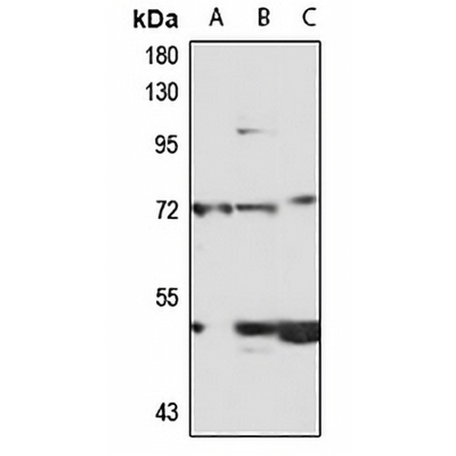 WAC Rabbit Polyclonal Antibody