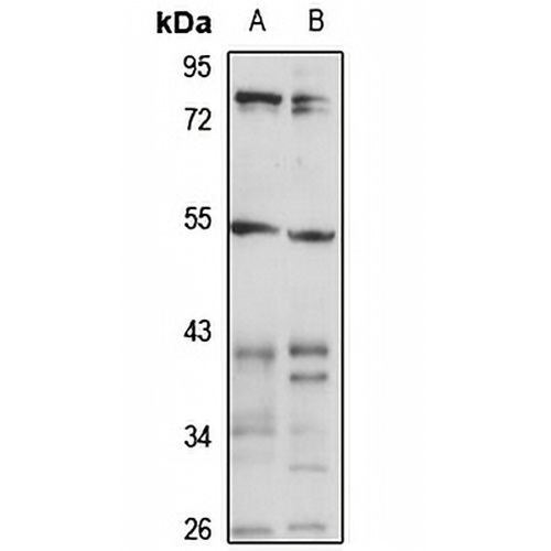 WARS2 Rabbit Polyclonal Antibody