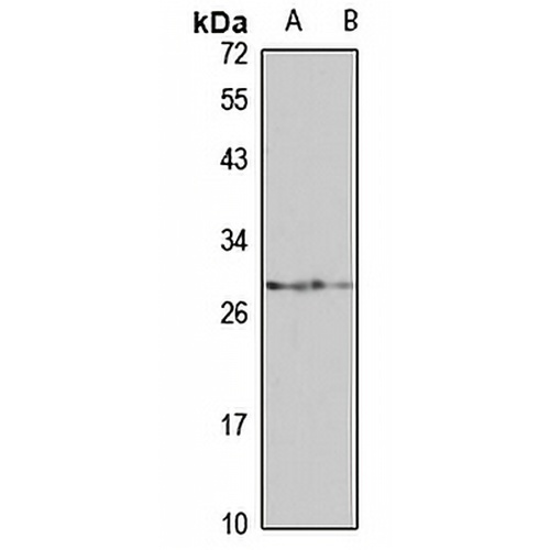 WBP1 Rabbit Polyclonal Antibody