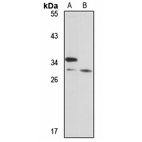WBP2 Rabbit Polyclonal Antibody