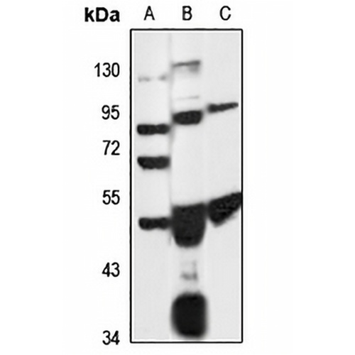 WBSCR16 Rabbit Polyclonal Antibody