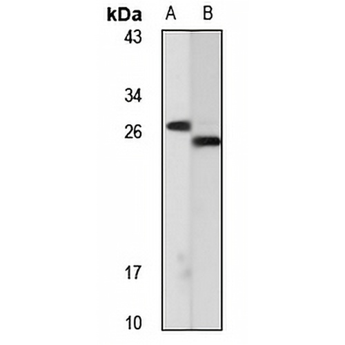 WBSCR27 Rabbit Polyclonal Antibody