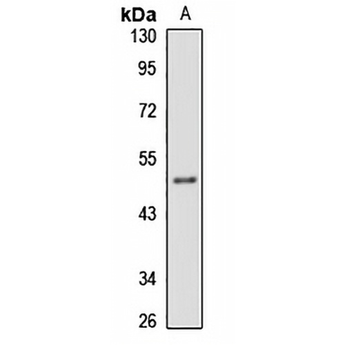 WDFY2 Rabbit Polyclonal Antibody