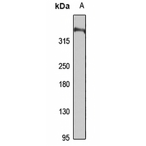WDFY4 Rabbit Polyclonal Antibody
