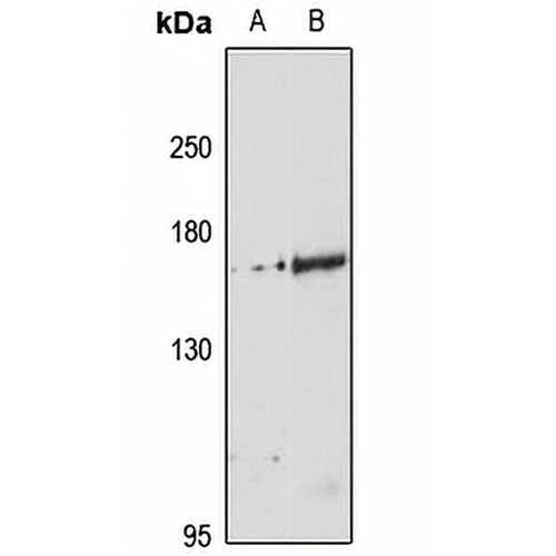 WDR33 Rabbit Polyclonal Antibody