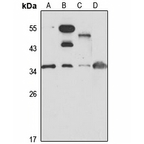 WDR61 Rabbit Polyclonal Antibody