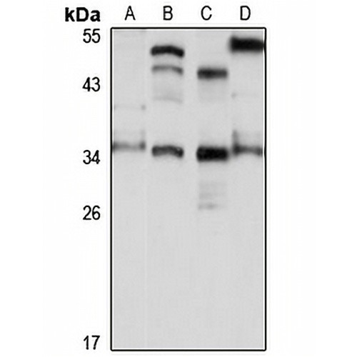 WDR82 Rabbit Polyclonal Antibody