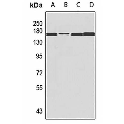 NSD3 Rabbit Polyclonal Antibody