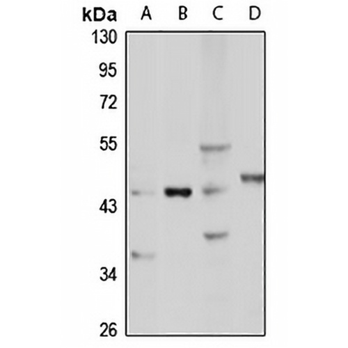 WISP1 Rabbit Polyclonal Antibody