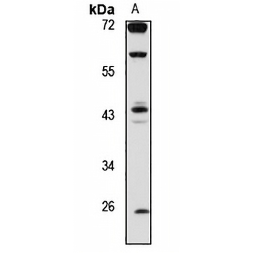 WNT10B Rabbit Polyclonal Antibody