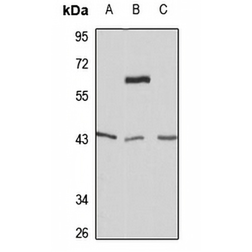 Wnt-5a Rabbit Polyclonal Antibody