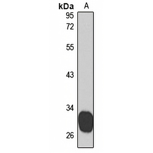WNT9A Rabbit Polyclonal Antibody