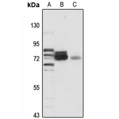 XPNPEP1 Rabbit Polyclonal Antibody