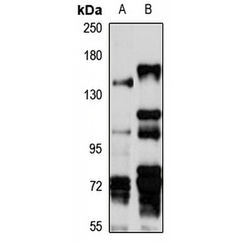 Exportin-6 Rabbit Polyclonal Antibody
