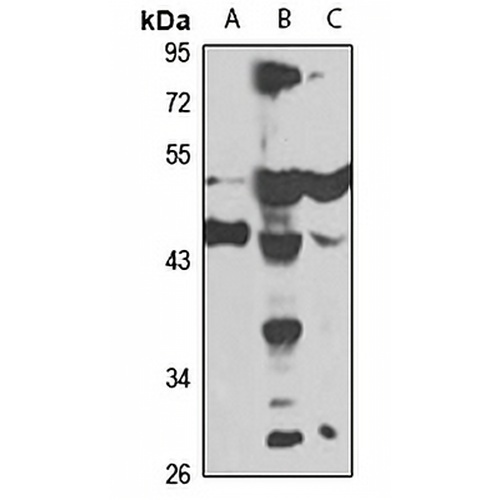 YARS2 Rabbit Polyclonal Antibody