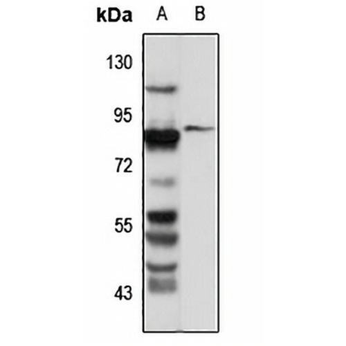 YME1L1 Rabbit Polyclonal Antibody