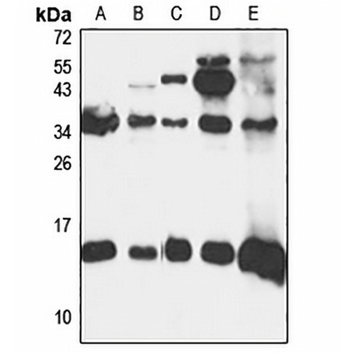 YPEL5 Rabbit Polyclonal Antibody