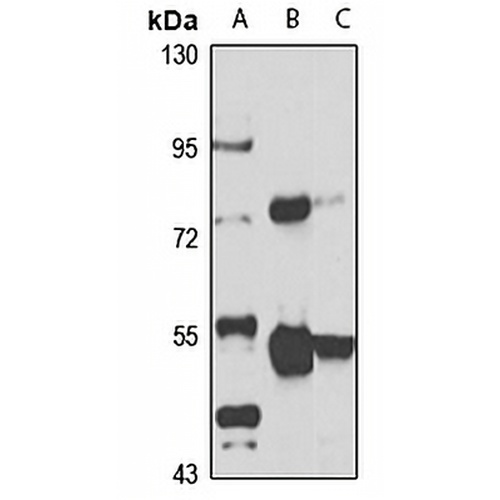 ZAK Rabbit Polyclonal Antibody
