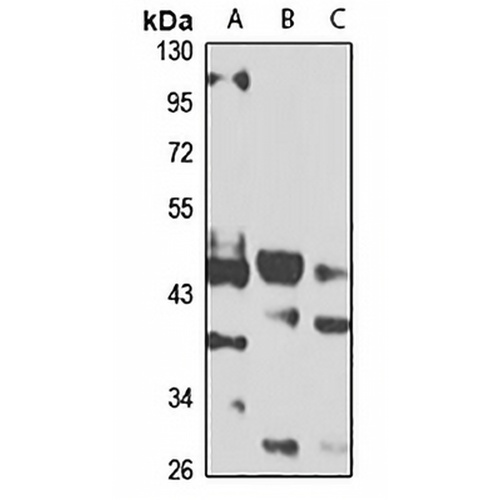 ZBTB25 Rabbit Polyclonal Antibody
