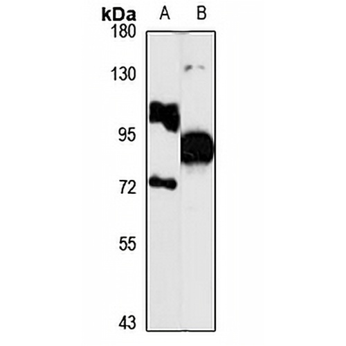 Kaiso Rabbit Polyclonal Antibody