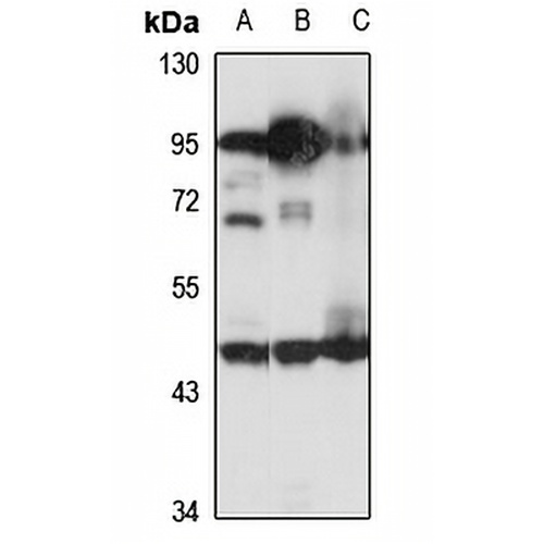 ZBTB6 Rabbit Polyclonal Antibody