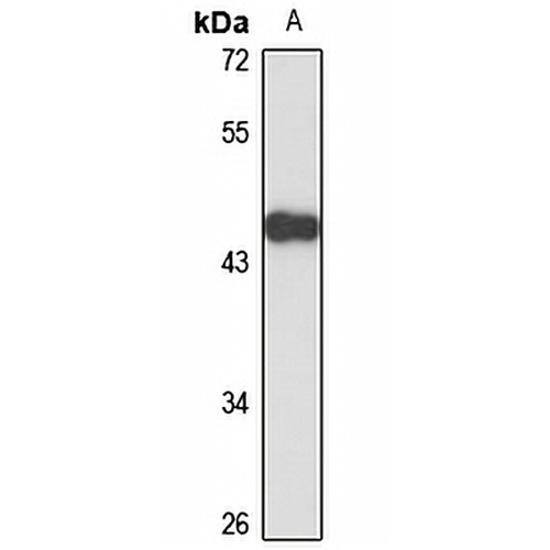 ZC3H10 Rabbit Polyclonal Antibody