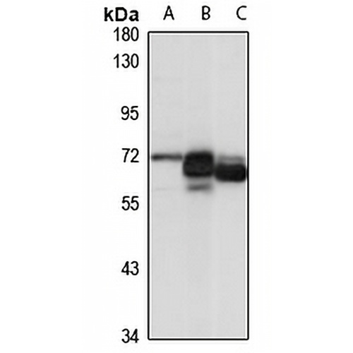 ZC3H12D Rabbit Polyclonal Antibody