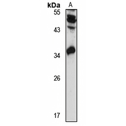 REX-1 Rabbit Polyclonal Antibody
