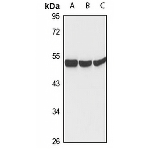 ZIC1 Rabbit Polyclonal Antibody