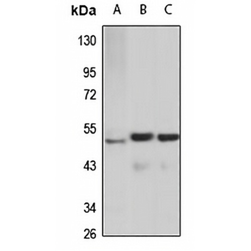 ZIC3 Rabbit Polyclonal Antibody