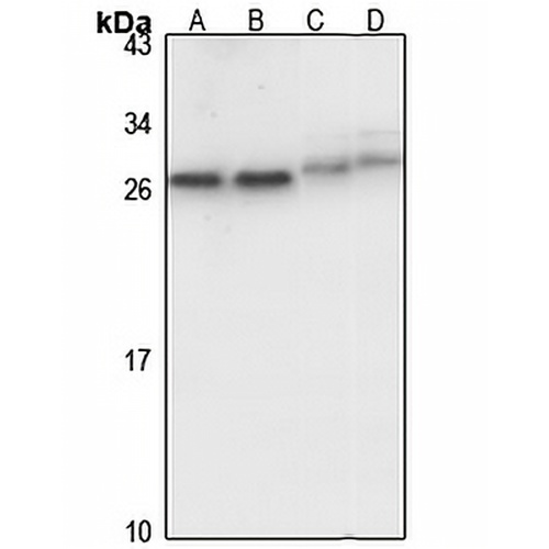 ZMAT2 Rabbit Polyclonal Antibody