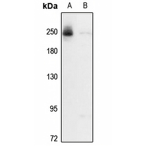 ZMYM4 Rabbit Polyclonal Antibody