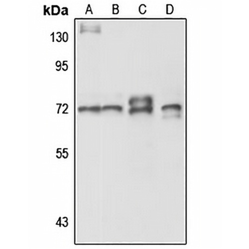 ZNF131 Rabbit Polyclonal Antibody