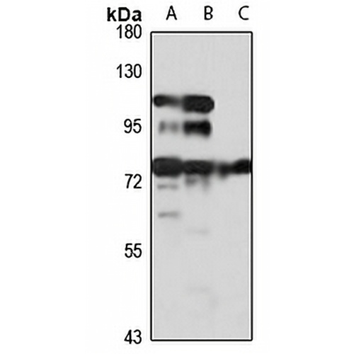 ZNF143 Rabbit Polyclonal Antibody