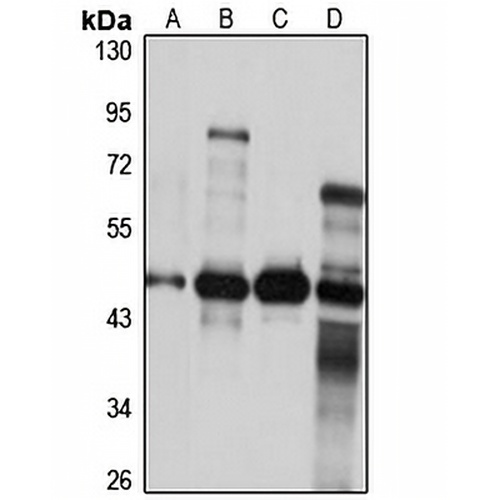 ZNF2 Rabbit Polyclonal Antibody