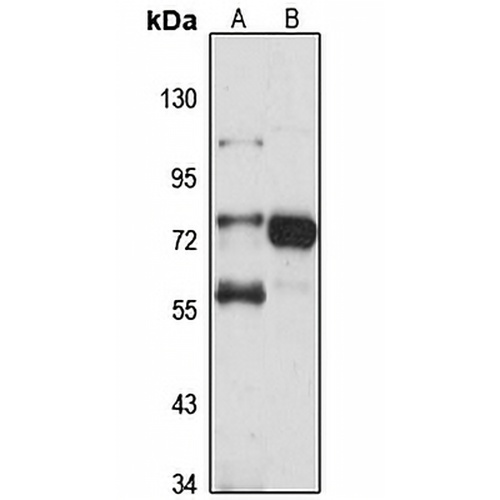 ZNF23 Rabbit Polyclonal Antibody