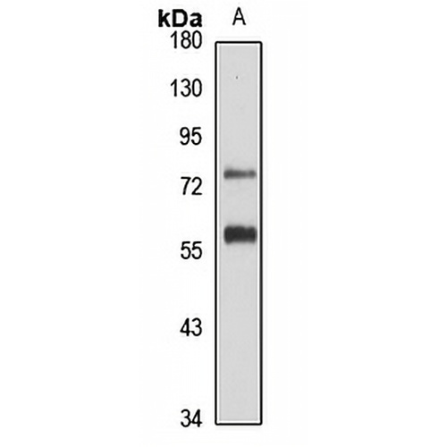ZNF277 Rabbit Polyclonal Antibody