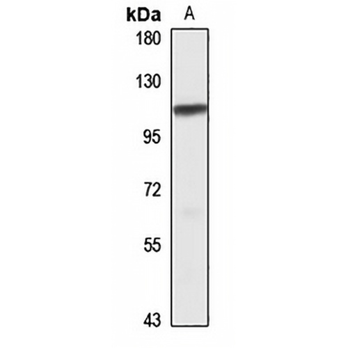 ZBP99 Rabbit Polyclonal Antibody