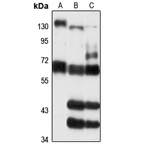 ZNF319 Rabbit Polyclonal Antibody