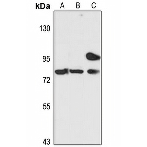 ZNF333 Rabbit Polyclonal Antibody