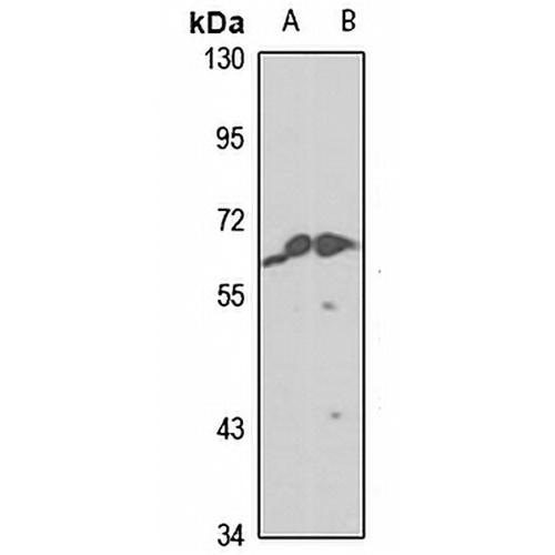 ZNF350 Rabbit Polyclonal Antibody