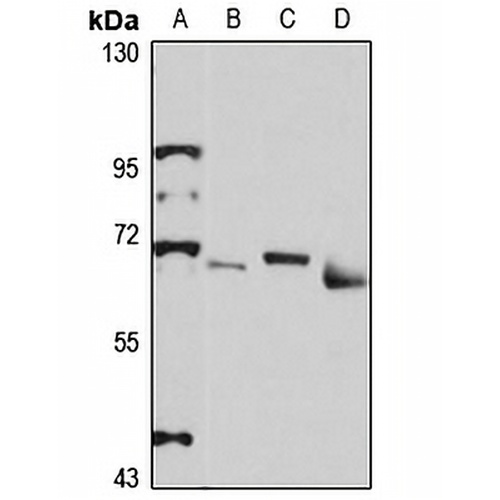 ZNF398 Rabbit Polyclonal Antibody