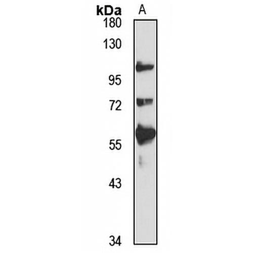 ZNF517 Rabbit Polyclonal Antibody
