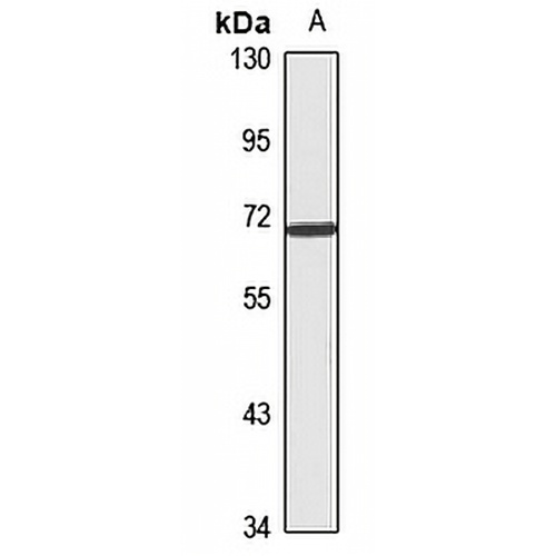 ZNF549 Rabbit Polyclonal Antibody